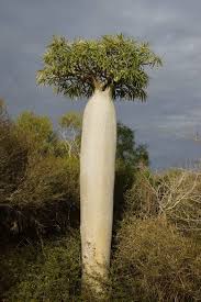 Image result for Pachycarpus goetzei