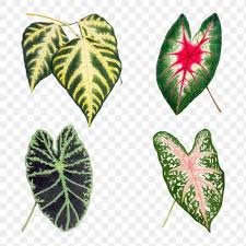 Hand Drawn Caladium Bicolor Leaf Design Element Set Free Image By Rawpixel Com In 2020 Flower Sketches How To Draw Hands Plant Drawing
