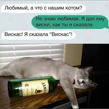 odnoklassniki v 2021 g shutki smeshnye koshki koshki