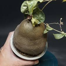 Image result for Gerrardanthus lobatus