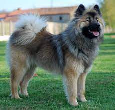 86 Eurasier Ideas Eurasier Dogs Puppies