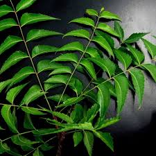 Neem (azadirachta indica) is a type of evergreen tree native to india. Neem Leaf Azadirachta Indica Posts Facebook
