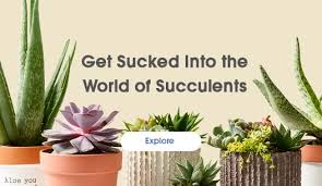 Shop for potted plants in our floral department at fredmeyer. Flowers Floral Arrangements Fred Meyer