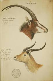 John Hanning Speke Animals Wall Art ...