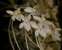 Image result for Aerangis appendiculata