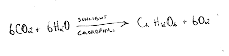 Photosynthesis And Respiration Cellular Life Processes