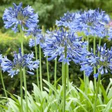 See more yellow flowers for your garden. Agapanthus Blue Lily Of The Nile Popular Perennial Evergreen Blue Flowers Add A Charge Of Mid To Late Summer Color Drought And Deer Resistant In 2021 Agapanthus Blue African Lily Blue Plants