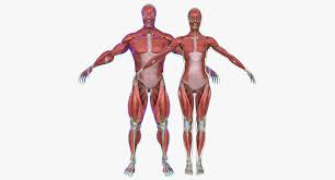 Male And Female Complete Muscle Anatomy 3d Model Muscle Anatomy 3d Model Character 3d Model