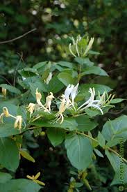Image result for Caprifoliaceae