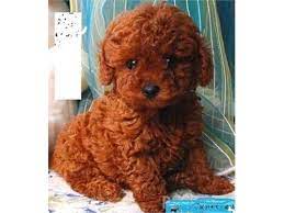 Red Maltipoos Puppies Poodle Puppy Toy Poodle Puppy Toy Poodle