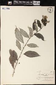 Image result for Pouzolzia guineensis