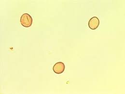 Image result for Musanga leo-errerae