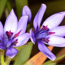 Image result for Babiana