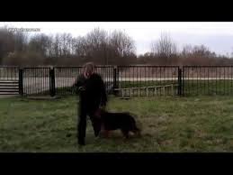 videokurs po vospitaniyu i dressirovke shenka rastem vmeste youtube dressirovka shenka dressirovka sobak sobaki