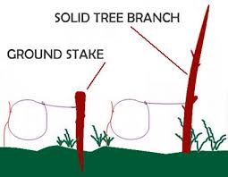 Anchor your snare using the base of a smaller tree trunk. Bushcraft Skills How To Make A Simple Survival Snare Trap Updated
