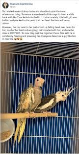 He Protecc He Attacc But Most Importantly He Luv His Little Bald Snacc Cute Birds Cute Animals Bird Meme