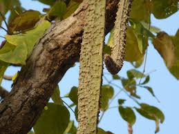 Image result for Radermachera xylocarpa