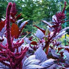Image result for Amaranthus schinzianus