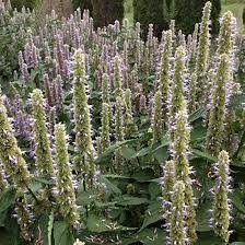 Image result for Cryptolepis hypoglauca