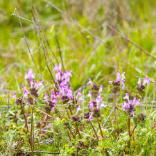 A purple flower weed in lawn situations isn't always the end of the world. How To Treat And Control Henbit
