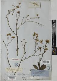Image result for Eriocephalus microphyllus
