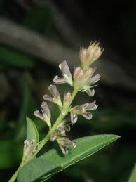 Image result for Alysicarpus