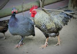 Download in under 30 seconds. Hahn Und Perlhuhn Kostenloses Stock Bild Public Domain Pictures