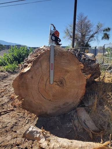 Cutting an 8ft tree with 36” bar
