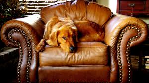 It would be best if you chose a leather sofa brand that will offer you the best deals and give you quality products. Alternatives To Leather Your Vegan Guide To The Best Brands And Styles Livekindly