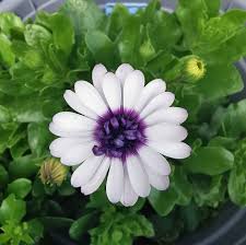 Image result for Osteospermum barberiae