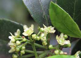 Image result for Elaeodendron croceum
