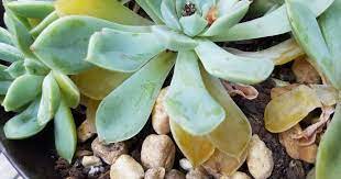Let's take a look at some of the causes and what can be full sun is appropriate during the spring and summer months, but when it becomes fall, the sunlight that the plant gets should be more indirect. Why Are My Succulent Leaves Turning Yellow And How To Fix It