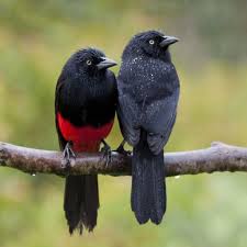 canlilarin renkli dunyasi sedat unal blog kus renkler