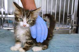 We did not find results for: How Much Should A 10 Week Old Kitten Eat Simple Guide