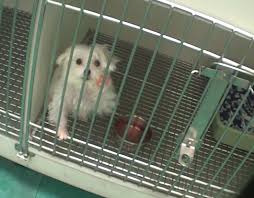 Petland novi, locally owned and operated, is a clean, fun, great place for families to go to visit and play with our puppies. Undercover Investigation Exposes Petland S Treatment Of Sick Puppies A Humane World