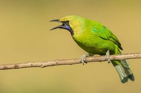 Bird That Sounds Like A Car Alarm Uk Jerdon S Leafbird At Swim Two Birds Bird Species Names Of Birds