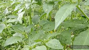 Cara menebang pokok tepi rumah. Khasiat Pokok Letup Letup Youtube