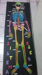 sistema oseo equipo 19 y 20 | Sistema oseo, Maqueta cuerpo humano, Sistema  oseo maqueta