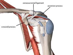Rehabilitation guidelines for shoulder arthroscopy front view long head of bicep acromion figure 1. Hooked On Shoulder Pain Academy Of Clinical Massage