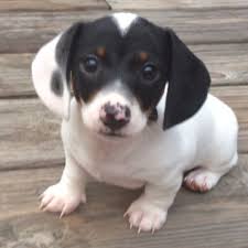 Black And White Dachshund Puppies Pin By Monty Cheek On Fuzz Babies Dachshund Puppies Baby Dogs Cute Dogs