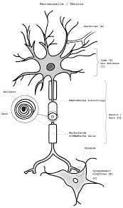 Eine bipolare nervenzelle oder bipolarzelle ist ein neuron mit zwei an gegenüberliegenden zellpolen ausgebildeten fortsätzen, einem dendriten und einem neuriten. Neurit Wikipedia