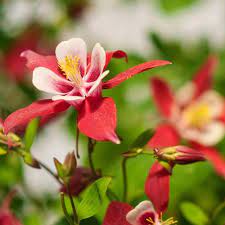 > une fleur pour le mois de mai. Fleur Qui Fleurit En Mai Liste Ooreka