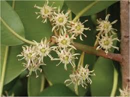 Image result for Manilkara kauki