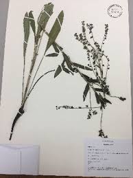 Image result for Cynoglossum amplifolium