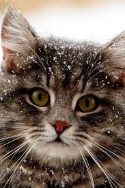 Lissa browning, een medewerker van de cincinnati zoo & botanical garden, filmde de twee schattige diertjes terwijl ze buiten rond dartelden na een recente sneeuwstorm in de staat ohio. 90 Ideeen Over Dieren In De Sneeuw Dieren Sneeuw Schattige Dieren