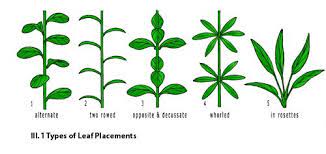 Pin On Gardening