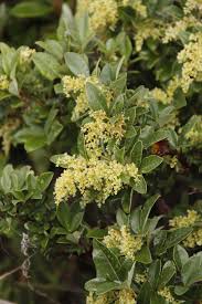 Image result for Searsia tomentosa
