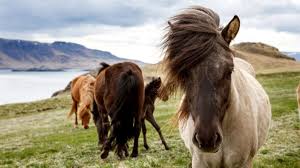 Apparently the quote is attributed to sir alec issigonis, a british car designer who worked at the morris minor company from the age of 18 and went on to design the mini. 275 Quotes About Horse That Ll Make You Admire The Majestic Beast More
