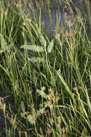 Image result for Aeschynomene sensitiva