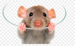 Rat Png Image Pet Rats Clipart 518910 Pikpng Search and download free hd rat painted png images with transparent background online from in the large rat painted png gallery, all of the files can be used for commercial purpose. rat png image pet rats clipart